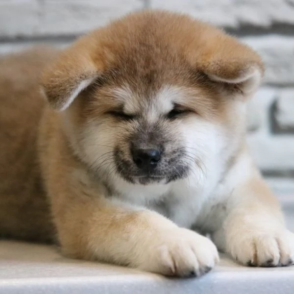 Cuccioli di Akita Inu sani | Foto 0