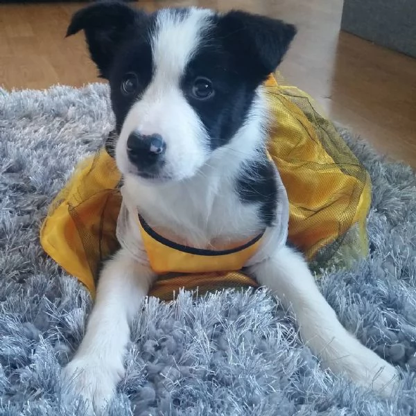 Cuccioli di border collie
