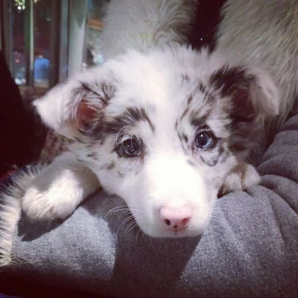 Cuccioli di border collie | Foto 1