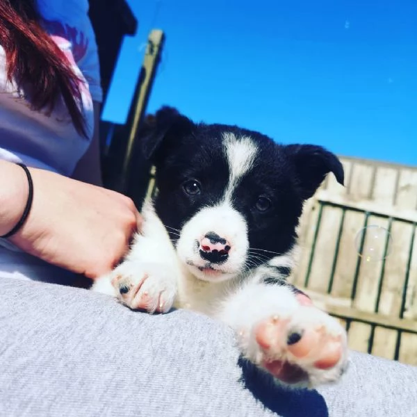 Cuccioli di border collie | Foto 0