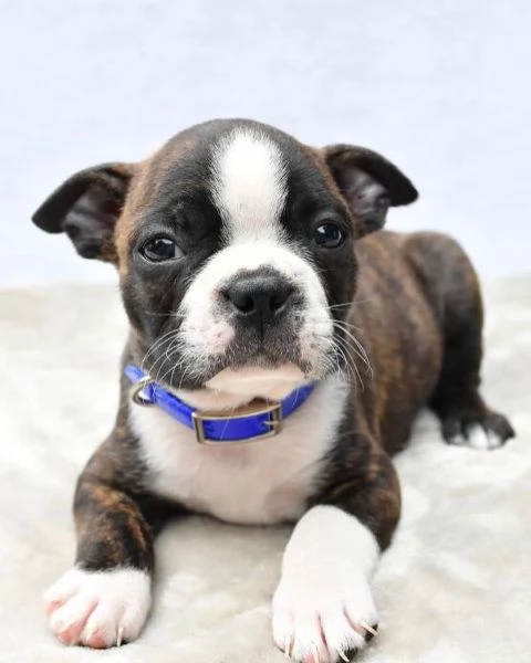 Cuccioli di Boston Terrier