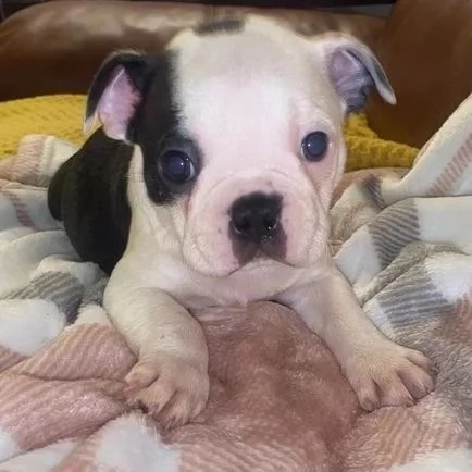 Cuccioli di Boston Terrier | Foto 0