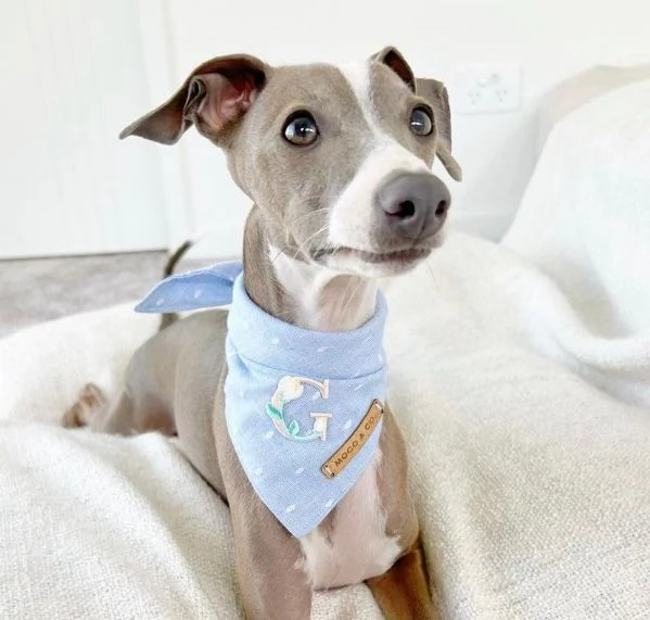 Cuccioli di levriero italiano | Foto 1