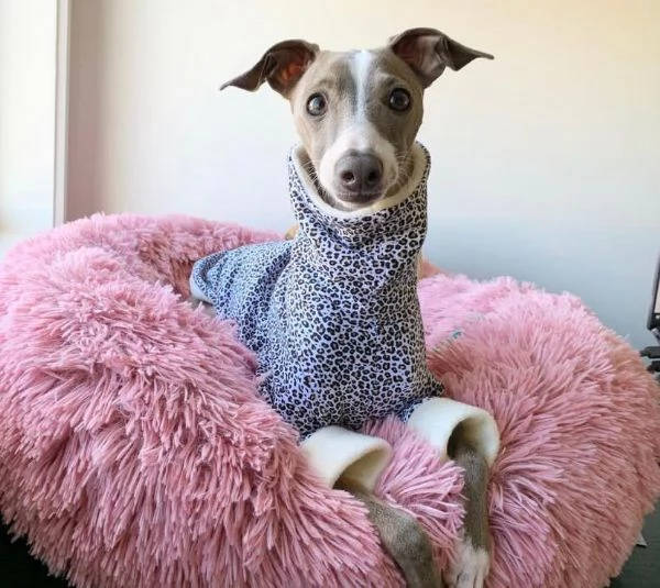 Cuccioli di levriero italiano | Foto 0
