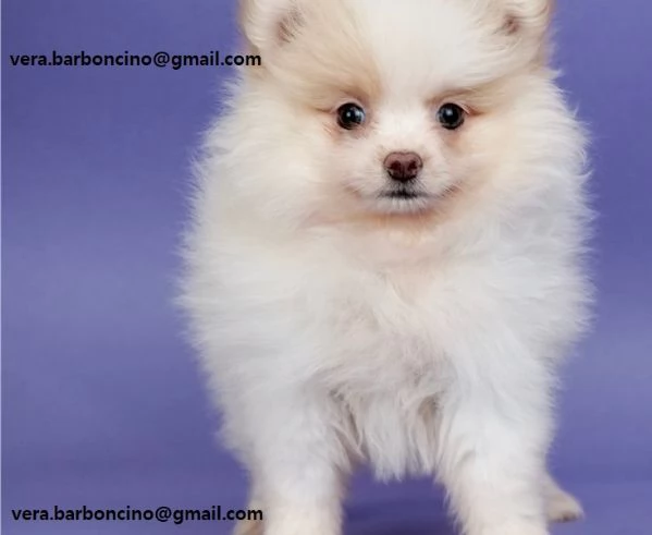 Volpino Pomerania mini toy Cuccioli di Volpino Pomerania toy rosso hanno 3 mesi peso attuale 15 k