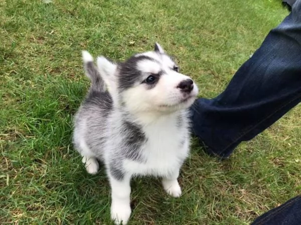 Cuccioli di Siberian Husky con documenti | Foto 1