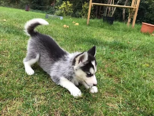 Cuccioli di Siberian Husky con documenti | Foto 0