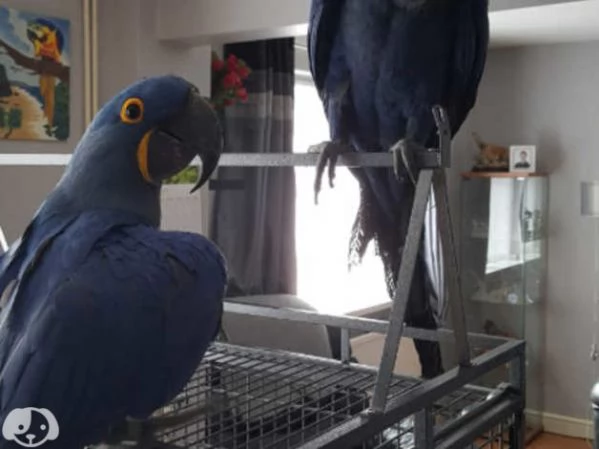 disponibili coppie di Ara giacinto | Foto 0