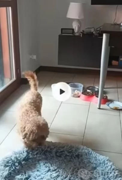 Barboncino Nano Femmina di Due Anni  500E | Foto 1