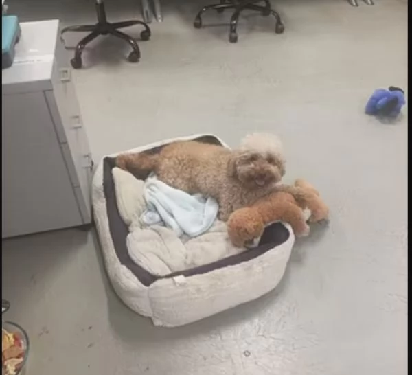 Barboncino Nano Femmina di Due Anni  500E