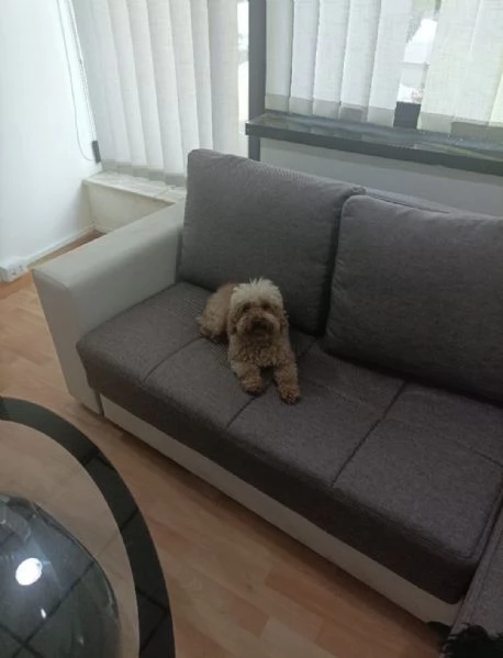 Barboncino Nano Femmina di Due Anni  500E | Foto 0