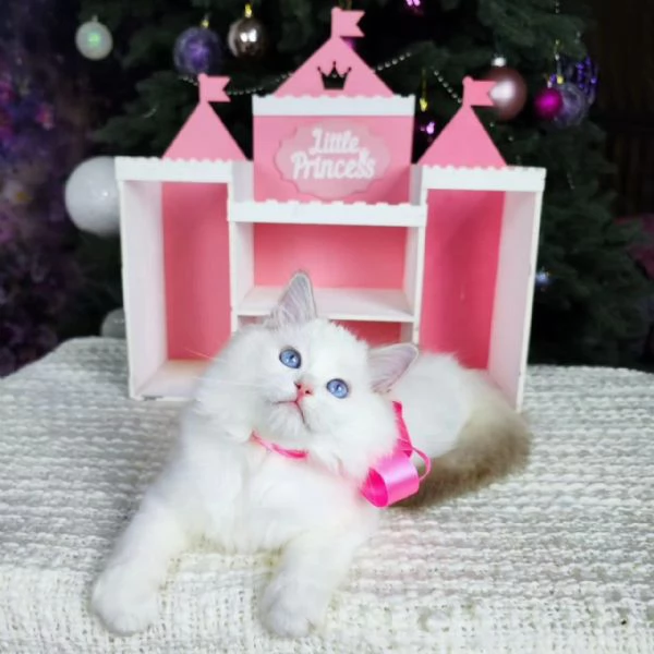 Dolcissimo Cuccioli Ragdoll | Foto 0
