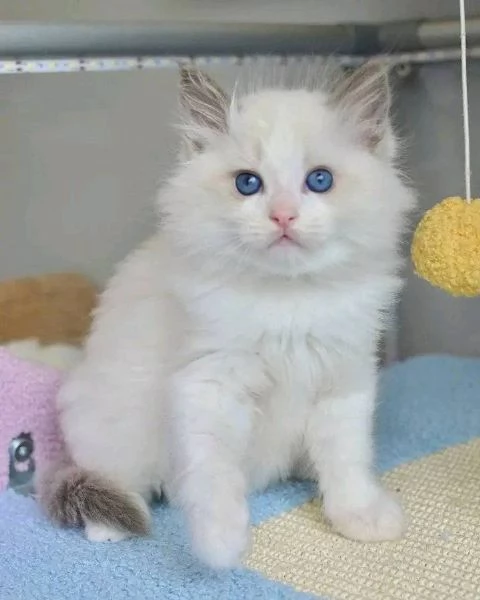 Ragdoll con Pedigree