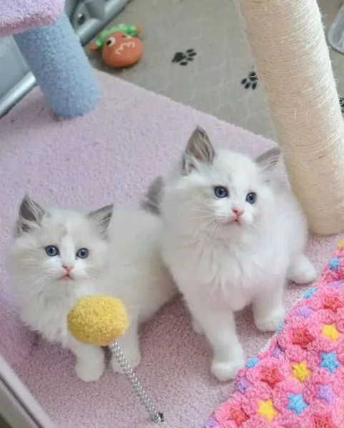 Ragdoll con Pedigree | Foto 0