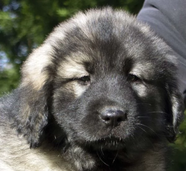 Cane da pastore jugoslavo  SHARPLANINA cuccioli | Foto 5