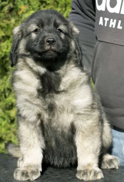 Cane da pastore jugoslavo  SHARPLANINA cuccioli