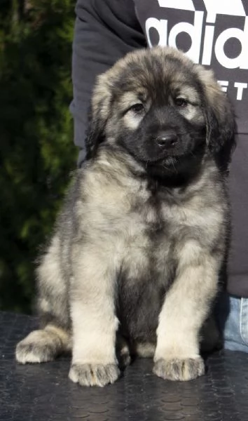 Cane da pastore jugoslavo  SHARPLANINA cuccioli | Foto 4