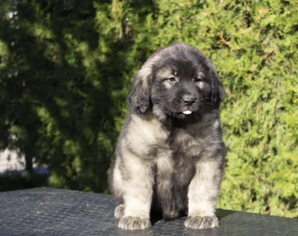 Cane da pastore jugoslavo  SHARPLANINA cuccioli | Foto 3