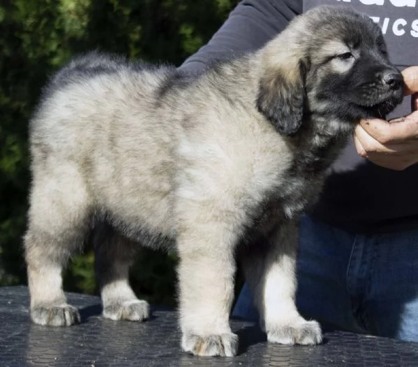Cane da pastore jugoslavo  SHARPLANINA cuccioli | Foto 2