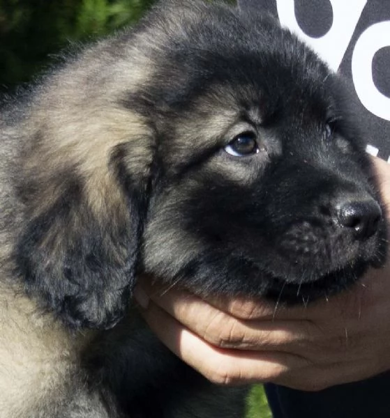 Cane da pastore jugoslavo  SHARPLANINA cuccioli | Foto 1