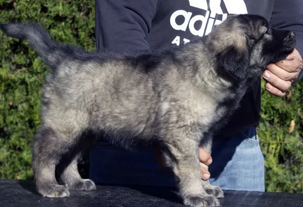 Cane da pastore jugoslavo  SHARPLANINA cuccioli | Foto 0