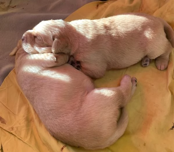cuccioli Labrador con pedigree | Foto 0