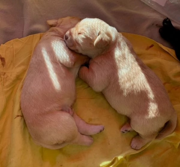 cuccioli Labrador con pedigree