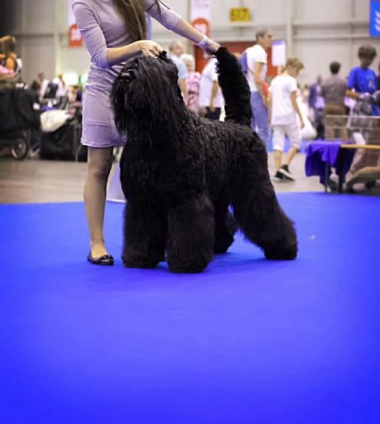 Terrier nero russo cuccioli