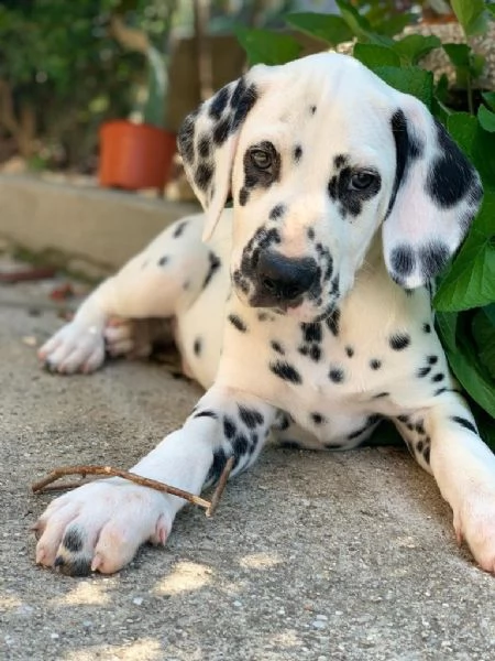 CUCCIOLI DALMATA con PEDIGREE Veneto | Foto 2