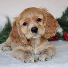 Miscela speciale  Cuccioli di Cocker Spaniel americano | Foto 0