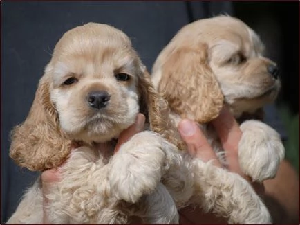 Miscela speciale  Cuccioli di Cocker Spaniel americano