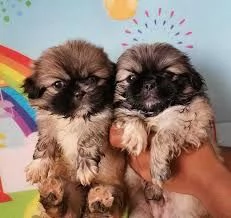 cuccioli di pechinese disponibili per buona famiglia