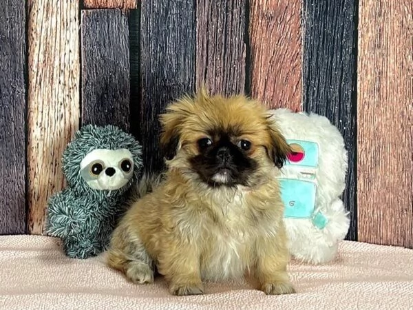 cuccioli di pechinese disponibili per buona famiglia | Foto 0