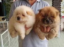 i migliori cuccioli di chow chow pronti