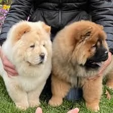 i migliori cuccioli di chow chow pronti | Foto 0