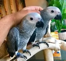 disponibili pappagalli grigi africani allevati a mano