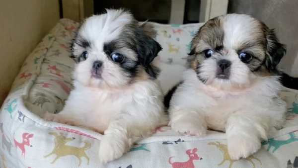 2 adorabili cuccioli di shih tzu pronti