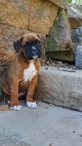 cuccioli boxer pronti adesso | Foto 0