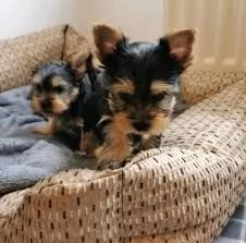 cuccioli di yorkshire terrier pronti ora