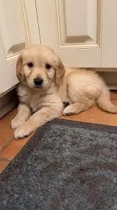 Bellissimi cuccioli di Golden Retriever registrati KC | Foto 0