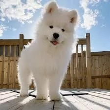 bellissimi cuccioli di razza Samoiedo faccia dorso