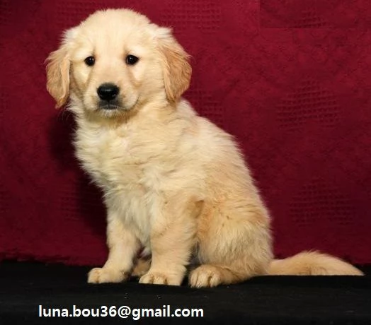 Golden Retriever marrone DisponibiliGolden Retriever maschio e femmina  Colorazione marrone  Contat