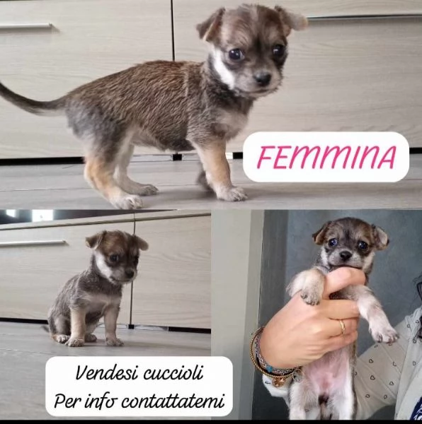Chihuahua disponibile da met febbraio