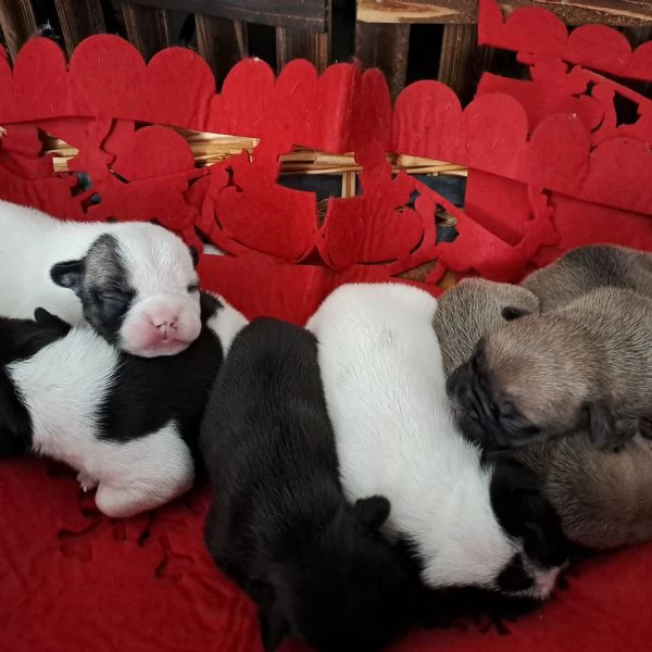  Cuccioli di Bulldog Francese  | Foto 4