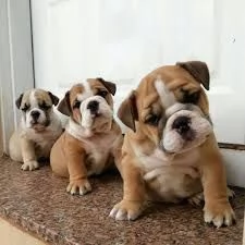 Irresistibili cuccioli di bulldog