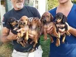 cuccioli di bassotto molto giocherelloni e pronti | Foto 1