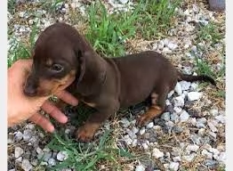 cuccioli di bassotto molto giocherelloni e pronti | Foto 0