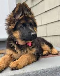 cuccioli di pastore tedesco