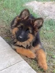 cuccioli di pastore tedesco | Foto 0
