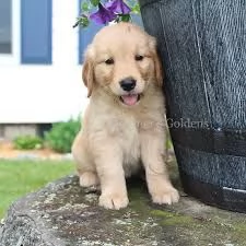 Disponibili subito bellissimi cuccioli di Golden Retriever in buona salute | Foto 0